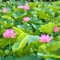 いつもの沼で他に会えたのは・・・カイツブリの親子・ヨシゴイなど