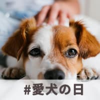 【今週のお題】#愛犬の日 投稿募集中