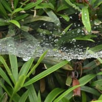 雨がやんで水滴とクモの巣