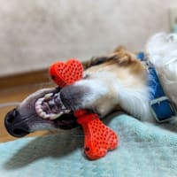 寝落ちzzz