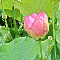 公園散歩-3