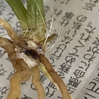 エビネ　ズポ抜け