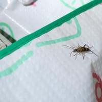 フタスジハナカミキリ