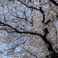 桜と国立の日