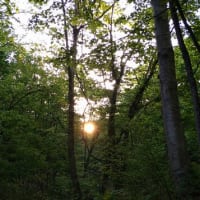 木立から日の出の空