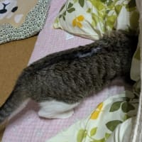 クリンへの想いは尽きなくて・・・300
