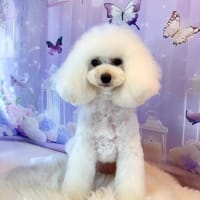 術後順調なようです　👀