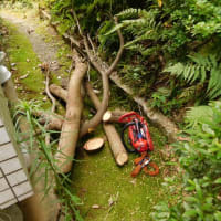 クマ蜂の駆除