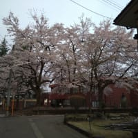 桜も終わりです
