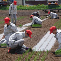 みんなで力を合わせ　玉葱定植作業