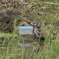 「チョウゲンボウ幼鳥・初めての散歩」
