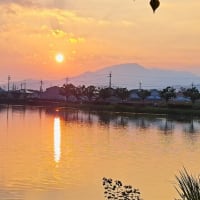 朝の散歩　平池緑地公園　56　6.26～28