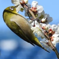 大仙公園の野鳥（２０２５年３月１０日）