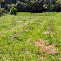 ベリー畑で虫を応援