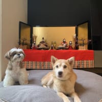  チップの訃報