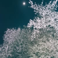 "さくらの丘” の夜桜は ひっそりと、でも力強く 咲いていました・・・寒河江公園