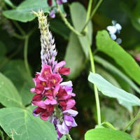 葛の花酒毒を消すは有難し