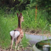 子鹿に会いました