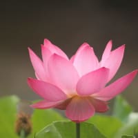魔法使い。