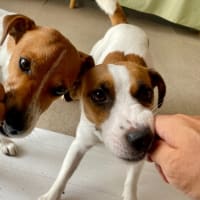 グルメな犬