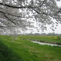 柳瀬川の桜③