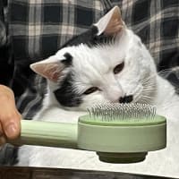 今週の水草水槽＆にゃんこ＆錦鯉水替え 2025.6.6