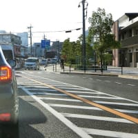 「蘇鉄の新芽」が随分と伸びてきました