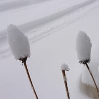 明けましておめでとうございます