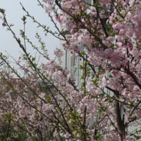 大堀川の散歩道　②　桜並木