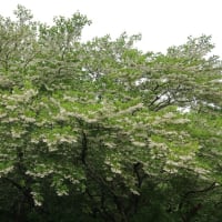 エゴノキの花