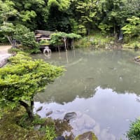 夏の池