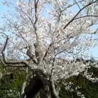 エドヒガン桜。