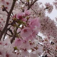 家の桜