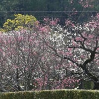 「西風梅苑」の梅