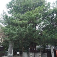 熊野速玉神社のナギ　和歌山県新宮市