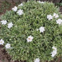 今日の花（フイリヤエクチナシ、サツキハナビン）