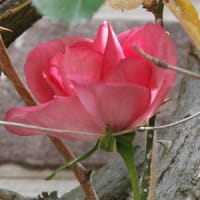 スクランブルエッグまで秒読み！さて？どうする？blogの引っ越し！
