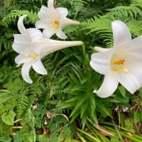 夏の花
