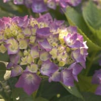 苗の影に丸い団子？　不思議でオモシロイ