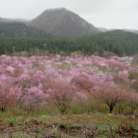 桜峠のサプライズ