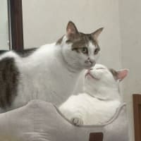 意地悪マロたん💦