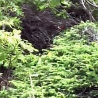 海鳥のサンクチュアリ　天売島と森林浴を楽しむメルヘンの焼尻島　６５回目　焼尻島