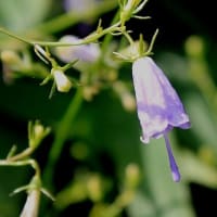 里山ウォーク24－31（交野山、白旗池、国見山にて秋の花探索）