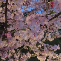 宇治市植物公園八重桜ライトアップ2024（薄暮編）