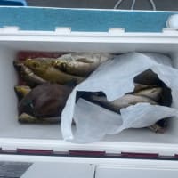 １５日・釣果
