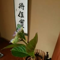 紫陽花を活ける