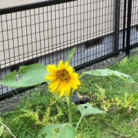 ひまわりの花🌻