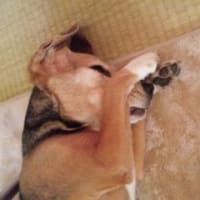 連休おしまい