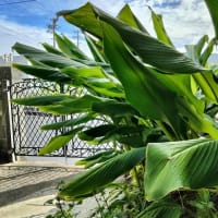 綺麗に花開いたのに誰にも見られることもなく・・