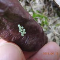 2015 ギフチョウに会えました。